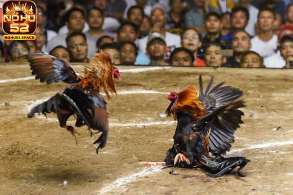 Đa dạng loại hình cá cược đá gà hấp dẫn