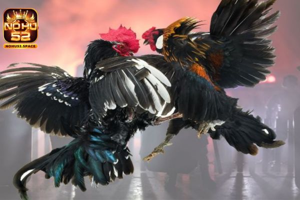 Đá gà Nohu52 khác biệt về chất lượng và tốc độ